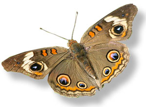 Common Buckeye