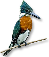 Green Kingfisher